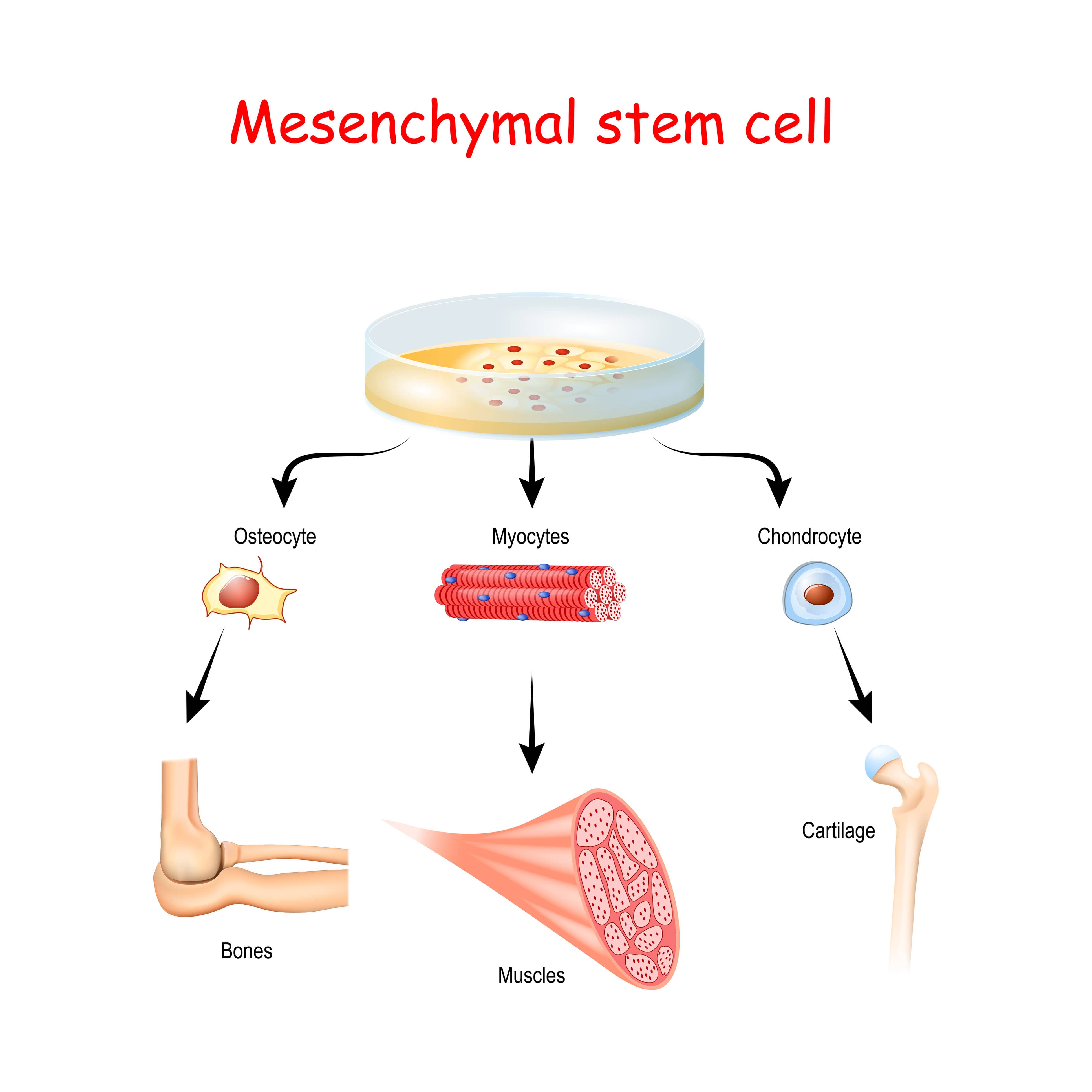 Making Sense of Tissue Regeneration Biology Diagrams